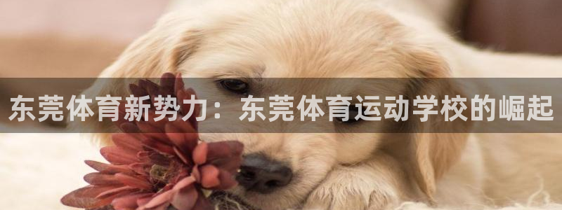 vsport体育官网下载招商电话号码查询：东莞体育新势力：东